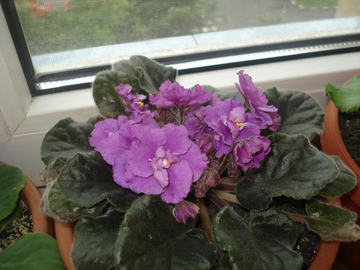 26.05.2012 - flori - violete 2012
