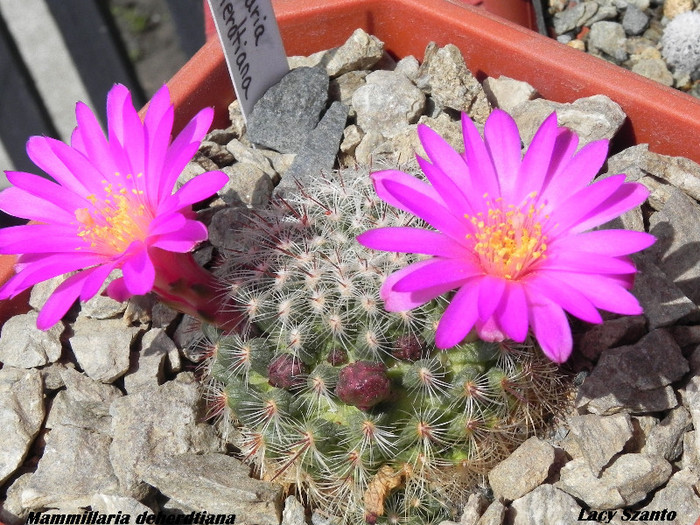 Mammillaria deherdtiana