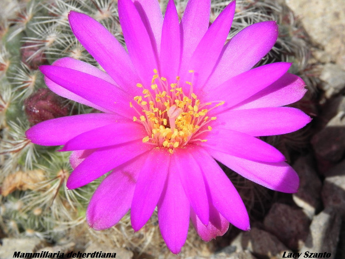 Mammillaria deherdtiana