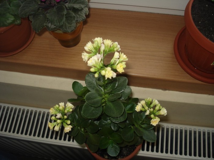 26.05.2012 - kalanchoe  2012