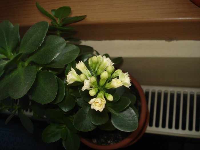 26.05.2012 - kalanchoe  2012