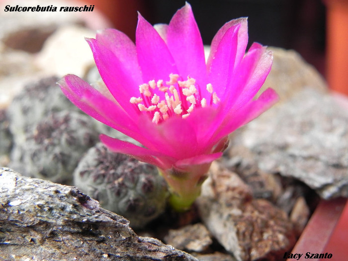 Sulcorebutia rauschii