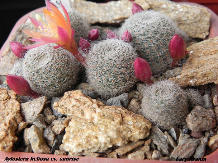 Aylostera heliosa cv. sunrise