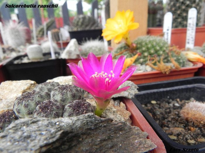 Sulcorebutia rauschii