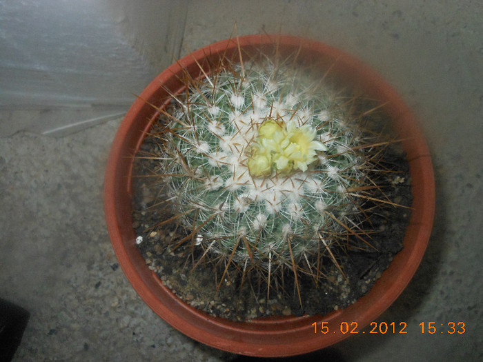 Picture 007 - Ceva cactusi