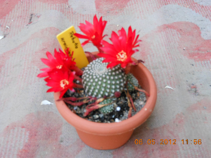 Picture 014 - Ceva cactusi