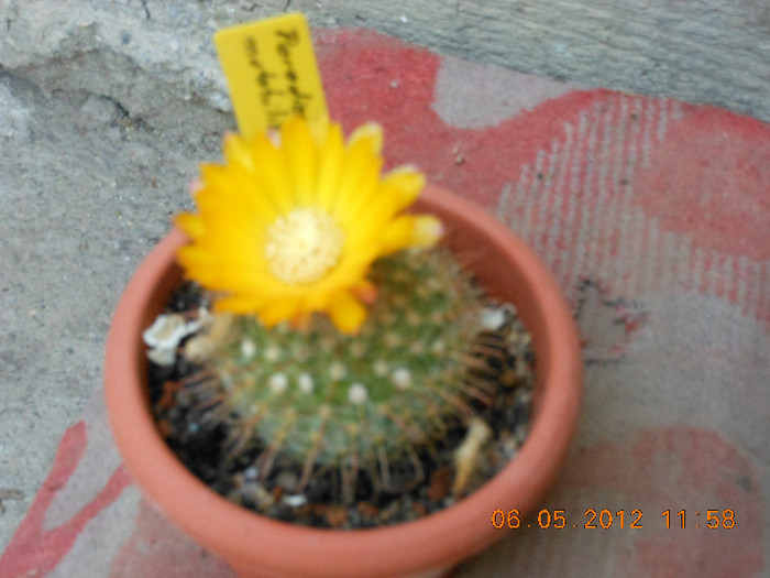 Picture 017 - Ceva cactusi