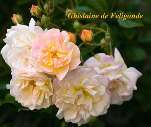 poza nu-mi apartine - Ghislaine de Feligonde