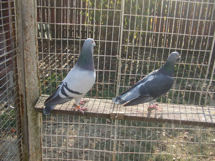 poye de pe camera  octombrie 2011 106