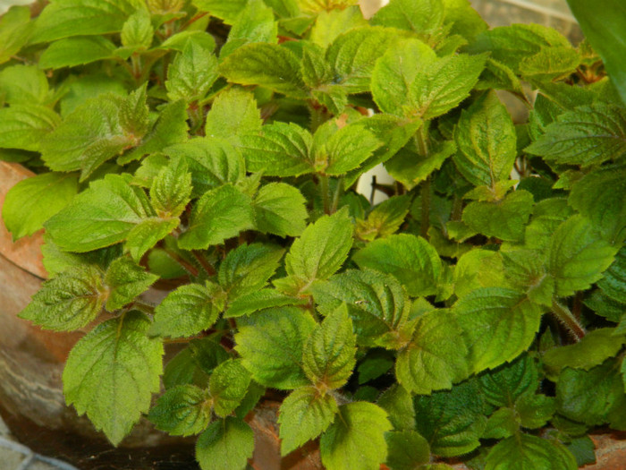 DSCN6013