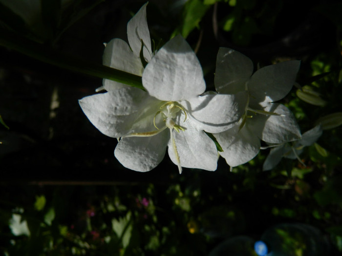DSCN6016 - MAI 2012
