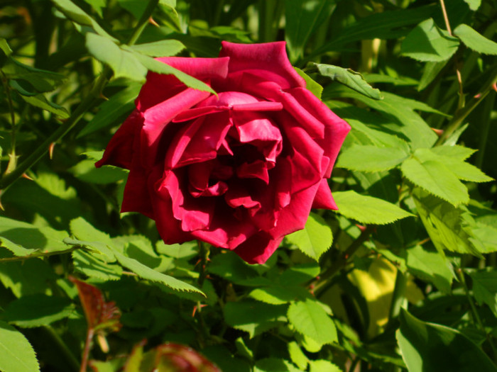 DSCN6036