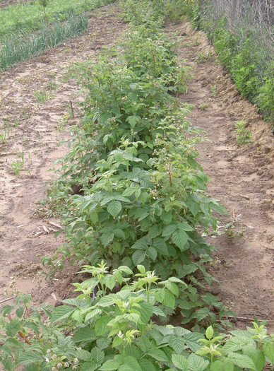 PICT6261 - 2012 Livada