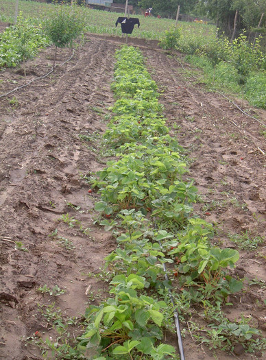 PICT6264 - 2012 Livada