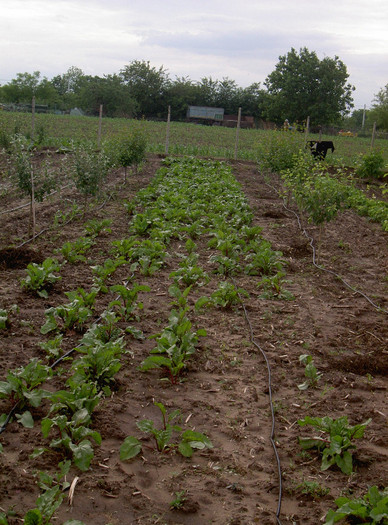 PICT6265 - 2012 Livada