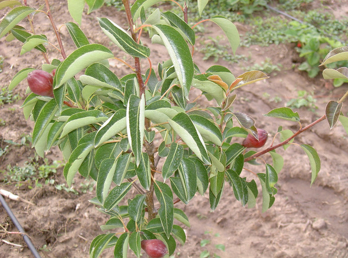 PICT6267 - 2012 Livada