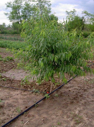 MIGDAL - 2012 Livada