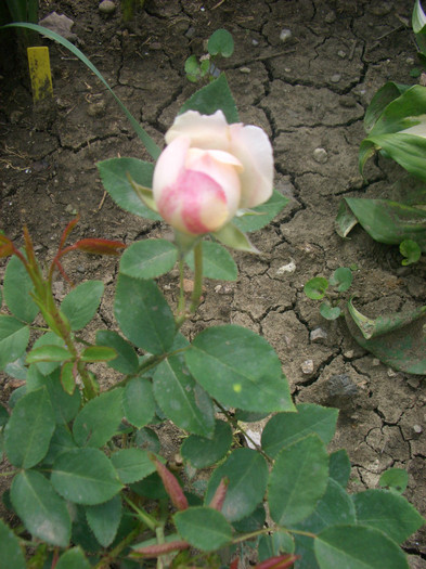 CIMG5225 - trandafiri 2012