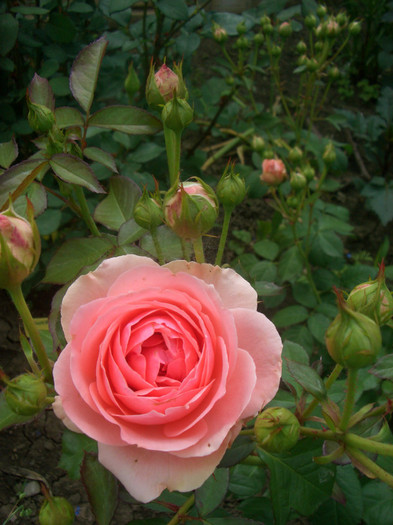 Kimono - floribunda - trandafiri 2012