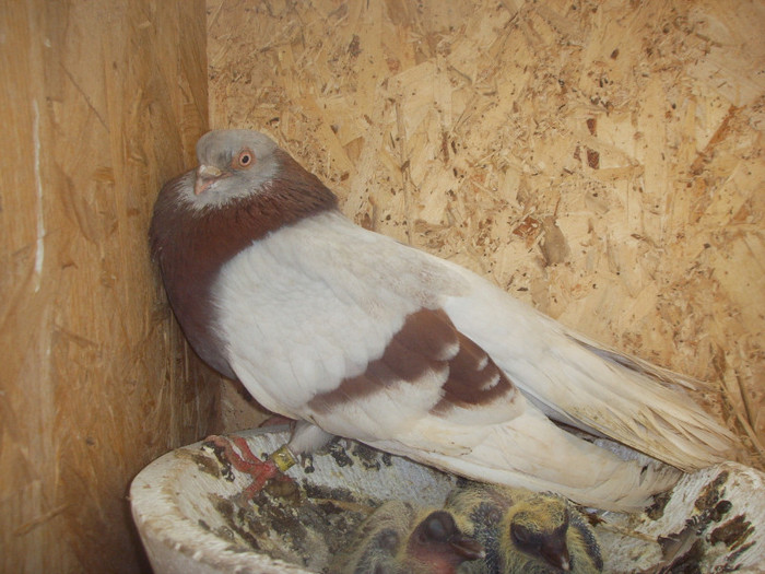 SSL15778 - Bujor romanesc