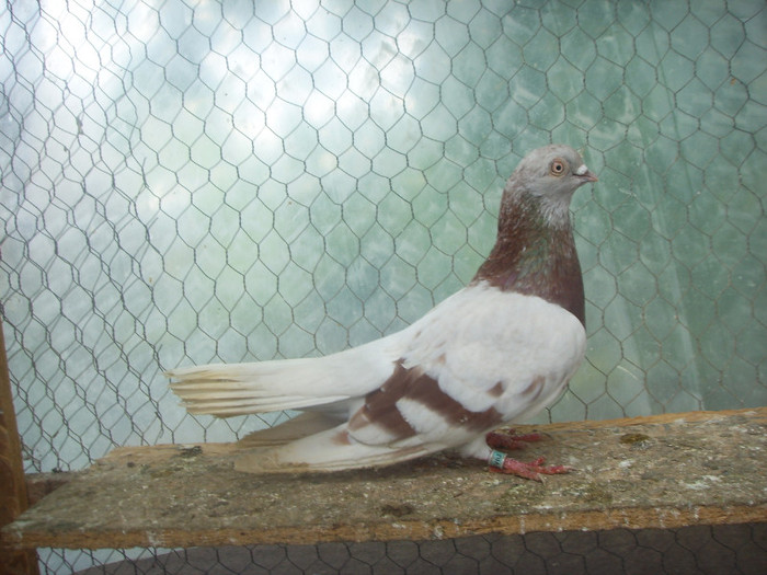 SSL15782 - Bujor romanesc