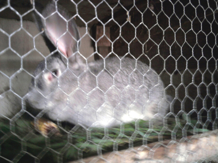femela batrana - 2-pui iepuri 2012