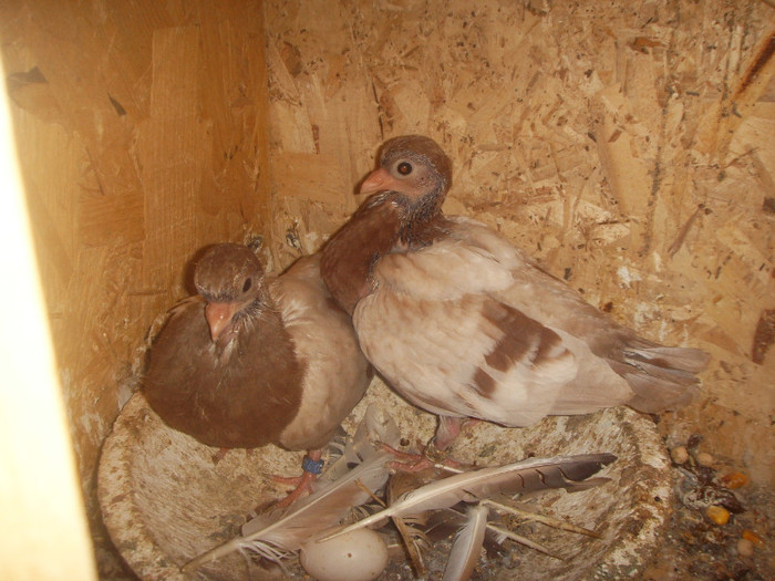 Si noi santem niste "viitori Gagii" !