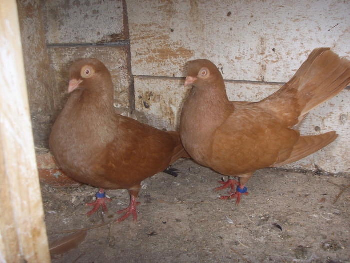 SSL15747 - Jucator de Galati unicolor