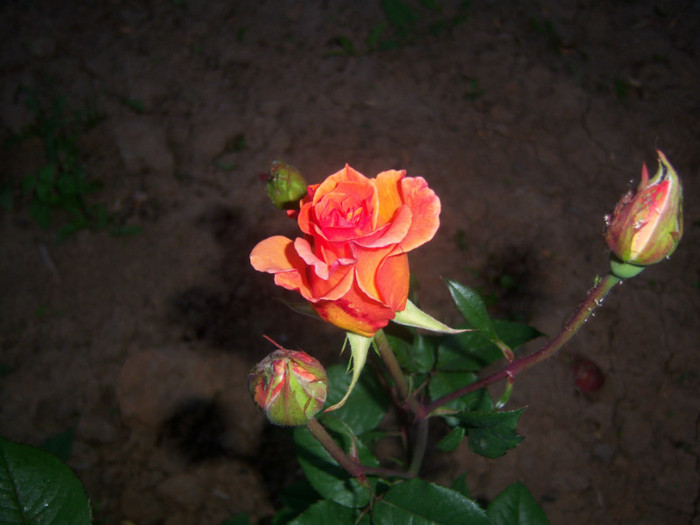 100_6573 - Trandafiri de gradina2012
