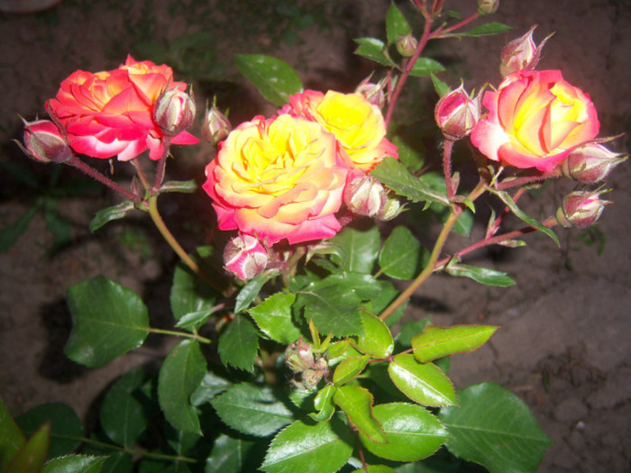 100_6575 - Trandafiri de gradina2012