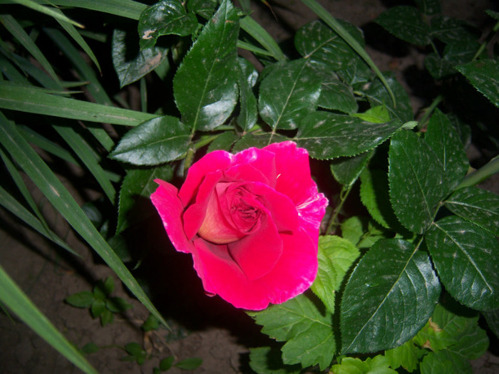 100_6581 - Trandafiri de gradina2012