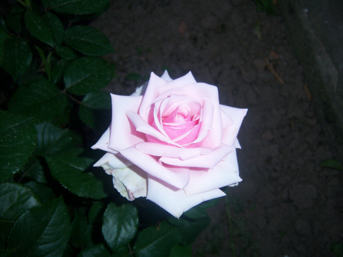 100_6582 - Trandafiri de gradina2012