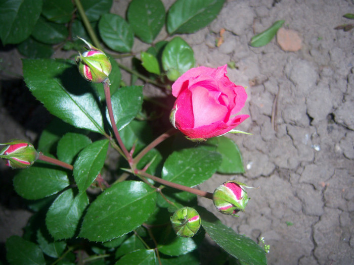 100_6587 - Trandafiri de gradina2012
