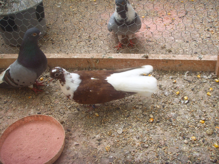 SSL15865 - Visiniu romanesc si visiniu codalb romanesc