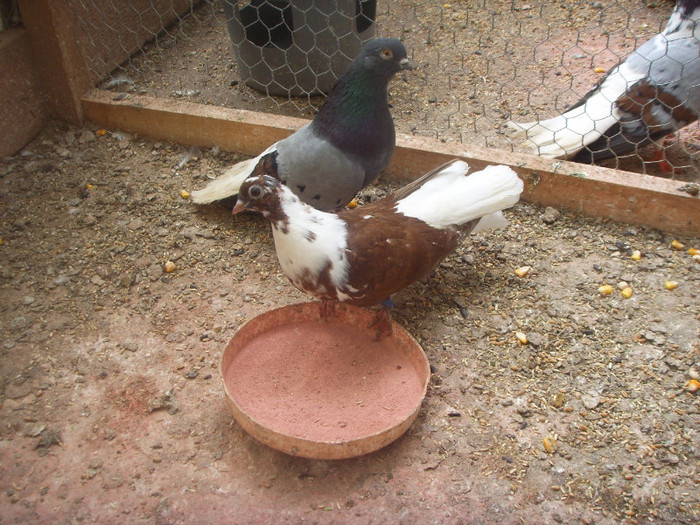 SSL15866 - Visiniu romanesc si visiniu codalb romanesc