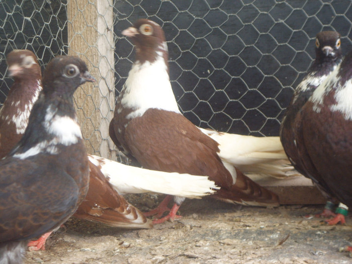 SSL15872 - Visiniu romanesc si visiniu codalb romanesc