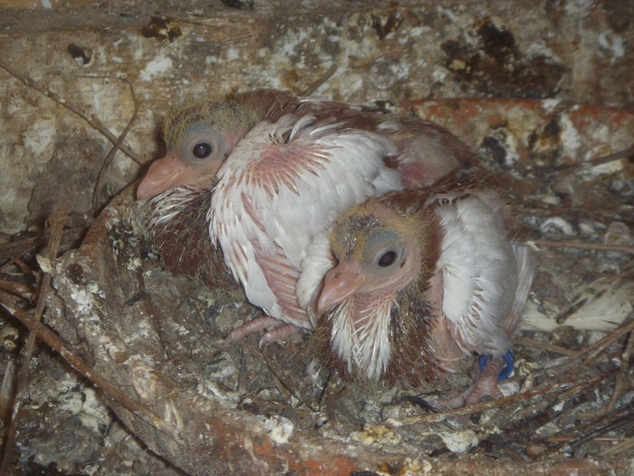 SSL15757 - Jucator pag de Iasi