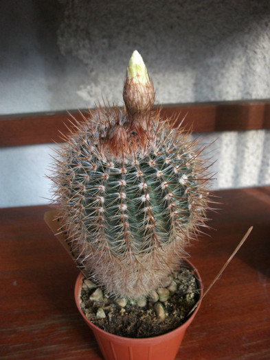 Picture 192 - Cactusi