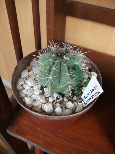 Picture 193 - Cactusi