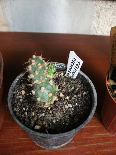 Picture 195 - Cactusi