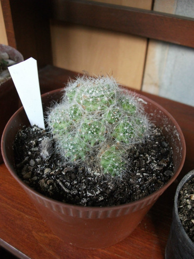 Picture 197 - Cactusi