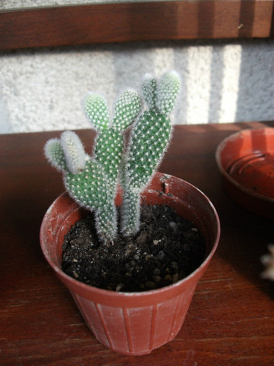 Picture 198 - Cactusi