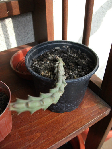 Picture 199 - Cactusi