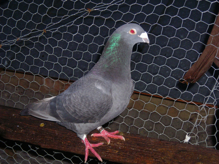 mascul 2011 - porumbei voiajori standard