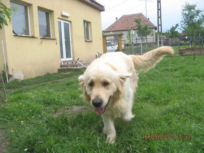 IMG_2655 - puiutul meu