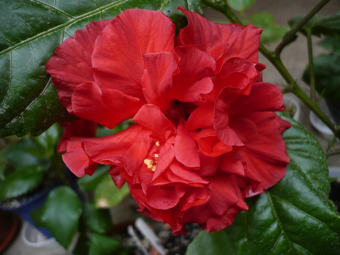 P1130976