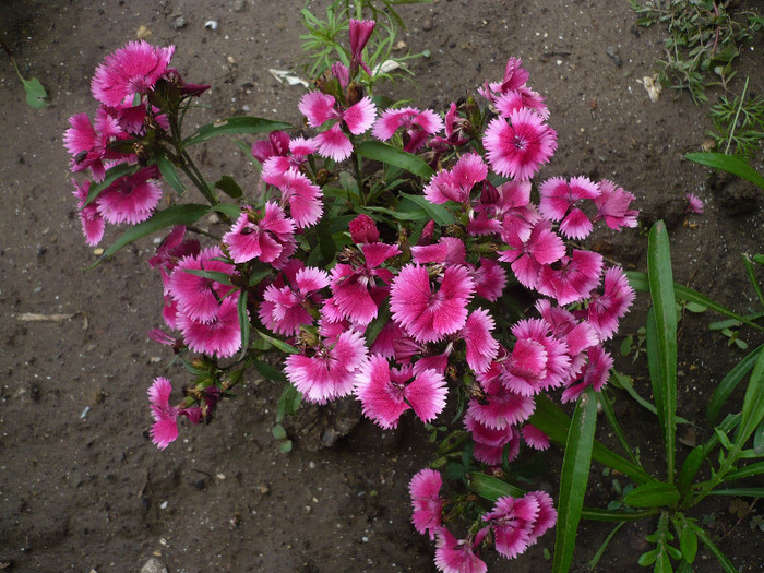 P1130981 - GRADINA 2012