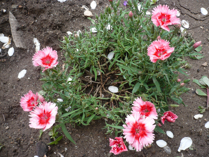 P1130982 - GRADINA 2012