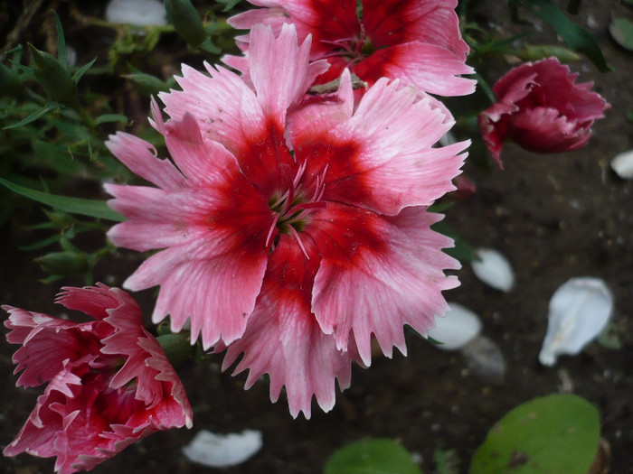 P1130983 - GRADINA 2012