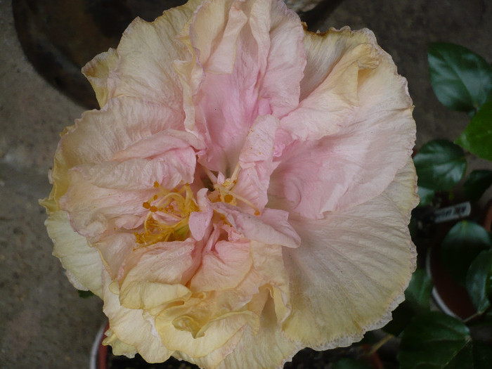 P1130985
